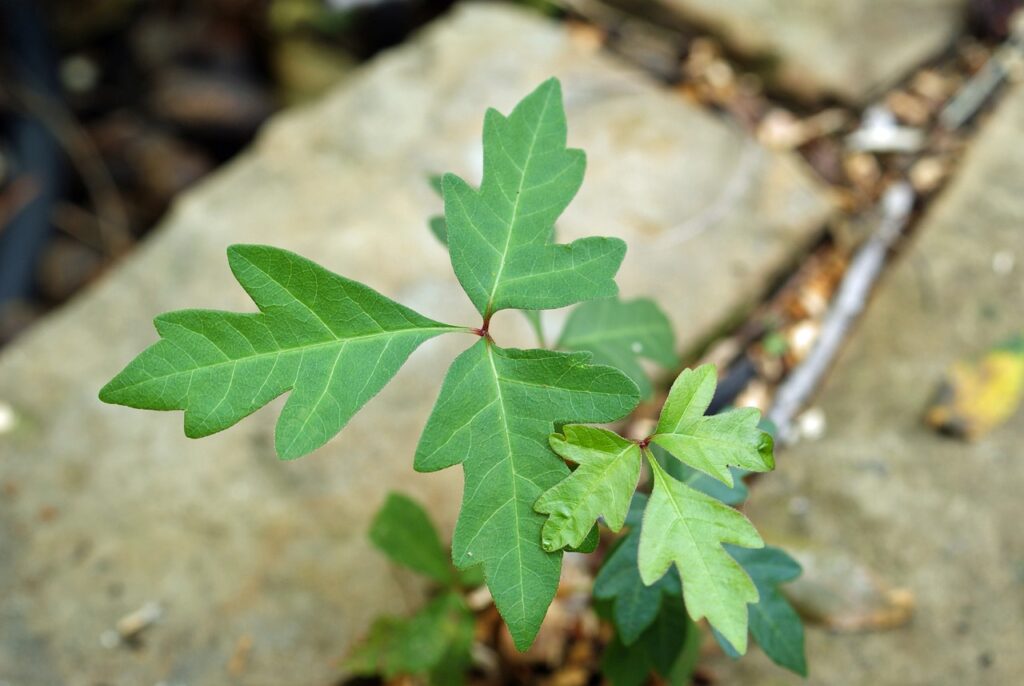 poison ivy, leaves of three, blisters-1634562.jpg